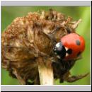 Coccinella quinquepunctata - Fuenfpunkt 07.jpg